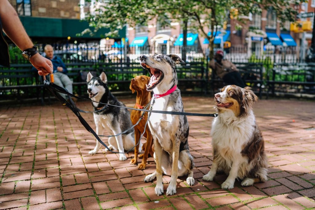 Taking Care Of Man's Best Friend