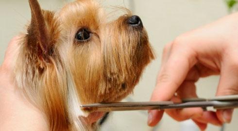 Things To Know About Becoming A Dog Groomer